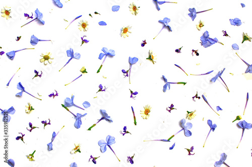 Flower petals scattered blue and yellow bright colours