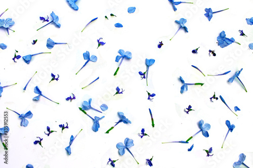 blue petals scattered white backdrop colorful