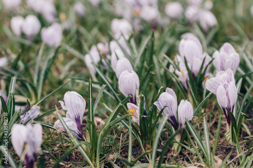 Crocuses bloom