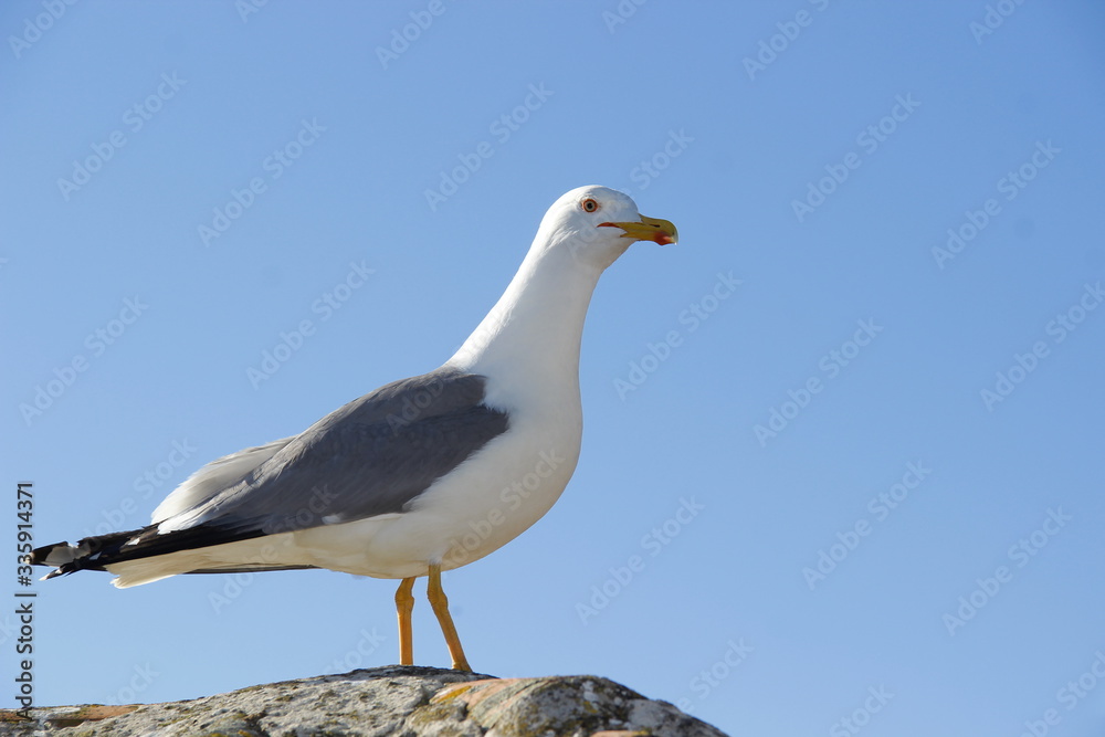 Seagull on a background of blue sky
Seagull on a background of blue sky