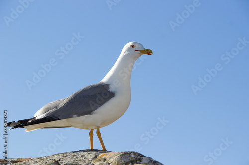 
Seagull on a background of blue sky