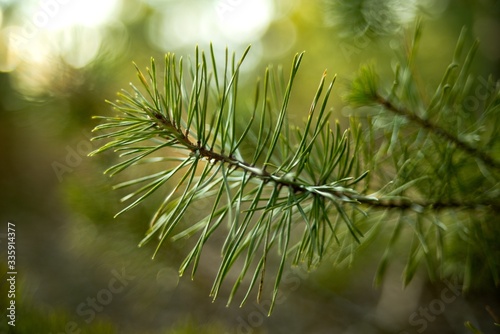 Green pine needles twig close-up on nature background.
