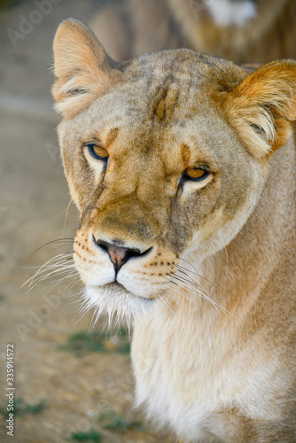 Gros plan d une lionne en   t   avec un beau regard