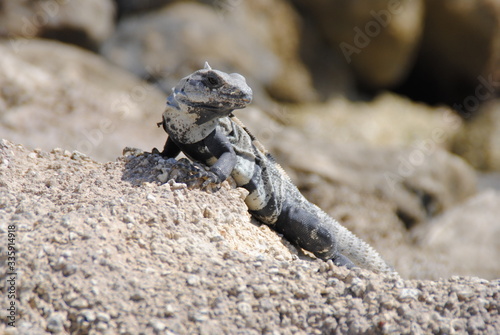 iguana on the beach