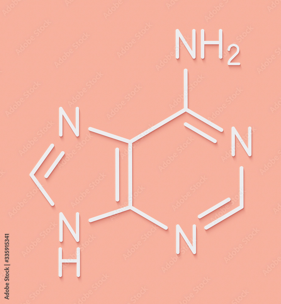 Adenine (A, Adenine) purine nucleobase molecule. Base present in DNA and RNA. Skeletal formula. Adenine (A, Adenine) purine nucleobase molecule. Base present in DNA and RNA. Skeletal formula.