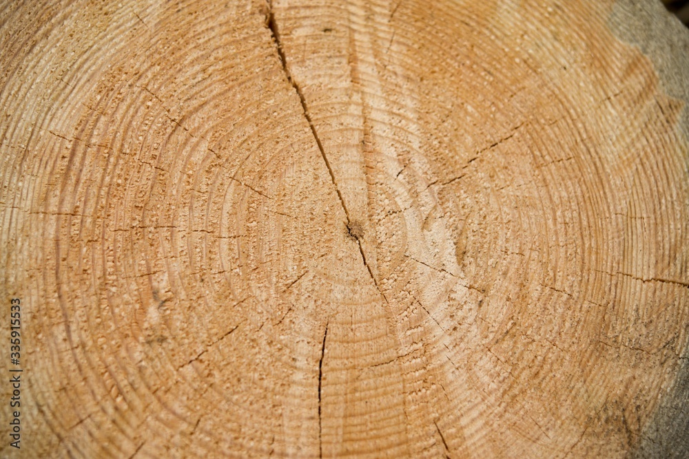 Naklejka premium wood texture background