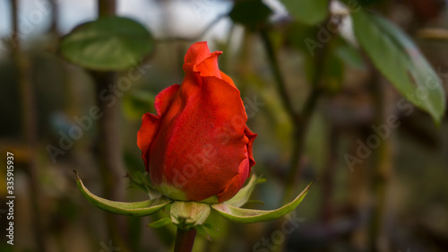 Red rose bud in the garden closeup