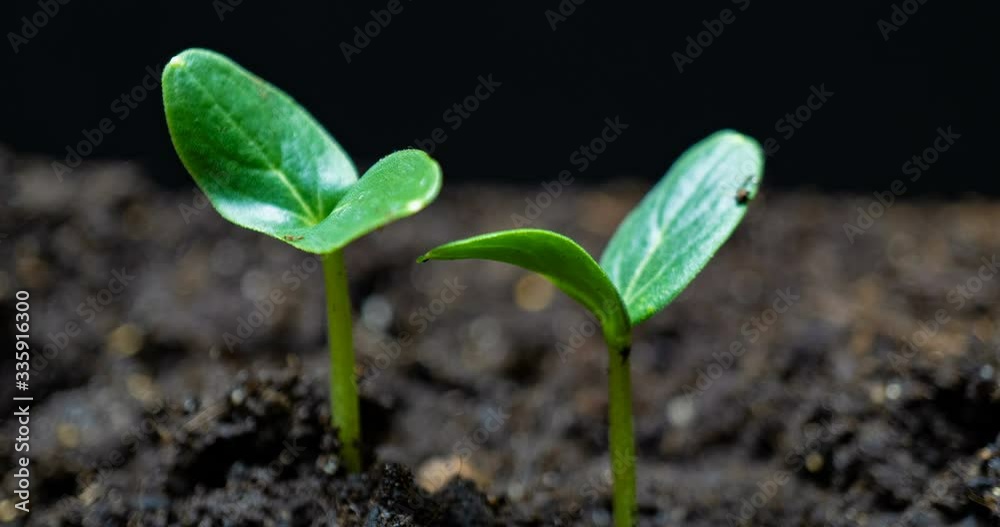 Growing green cucumber plant time lapse. Timelapse seed growing, Closeup nature agriculture shoot. Vegetable sprouting from the ground. macro