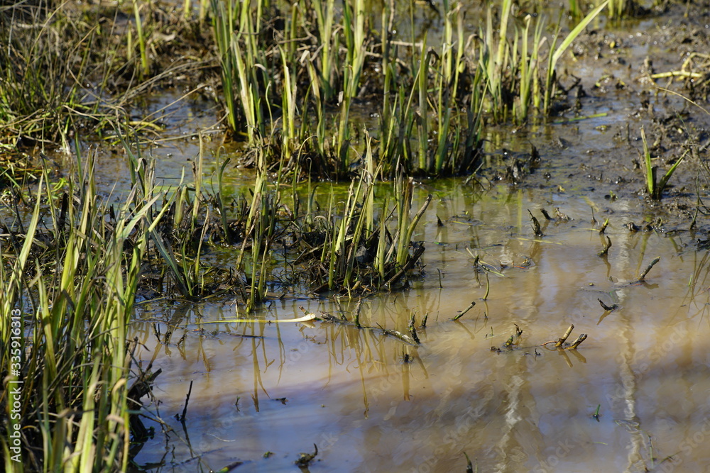 Water nature reflexions of plants during spring Water nature reflexions of plants during spring