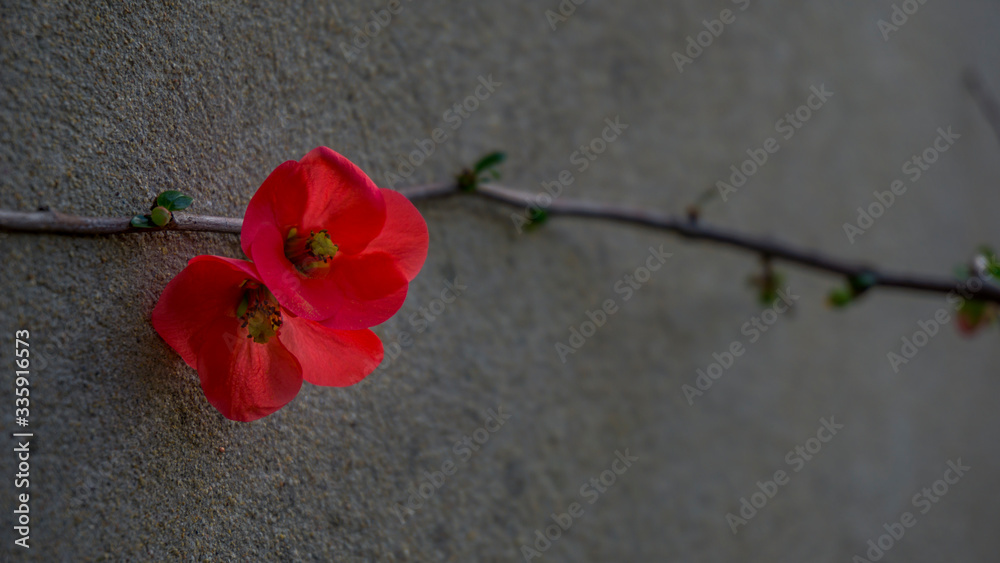 Red flowers. flowering quince (cydonia oblonga). Japanese.