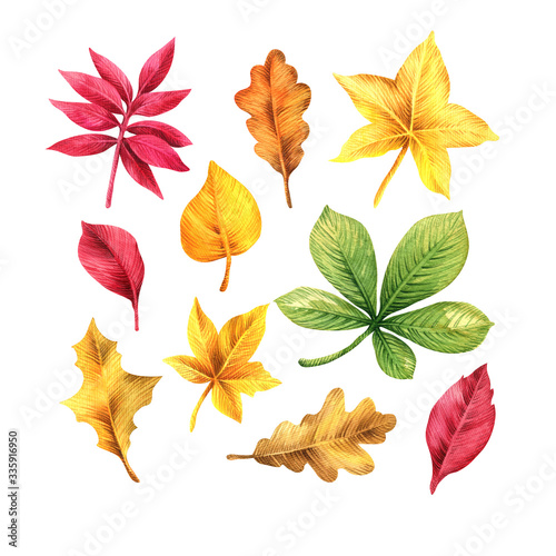 Set with autumn leaves. Watercolor illustration. Plant elements isolated on white background.