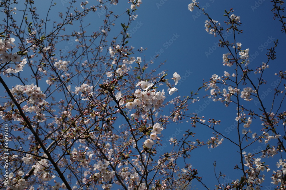美しい日本の春の桜