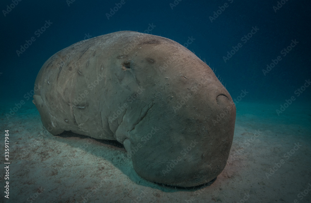 Naklejka premium Dugong or manatee, a huge marine mammal, Red Sea