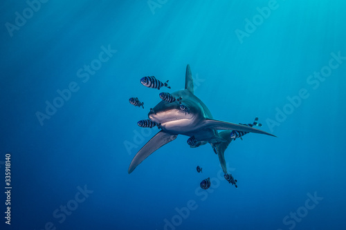 Ocean white tip shark at Red Sea