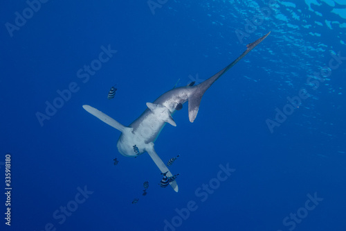 Fototapeta Naklejka Na Ścianę i Meble -  Ocean white tip shark at  Red Sea