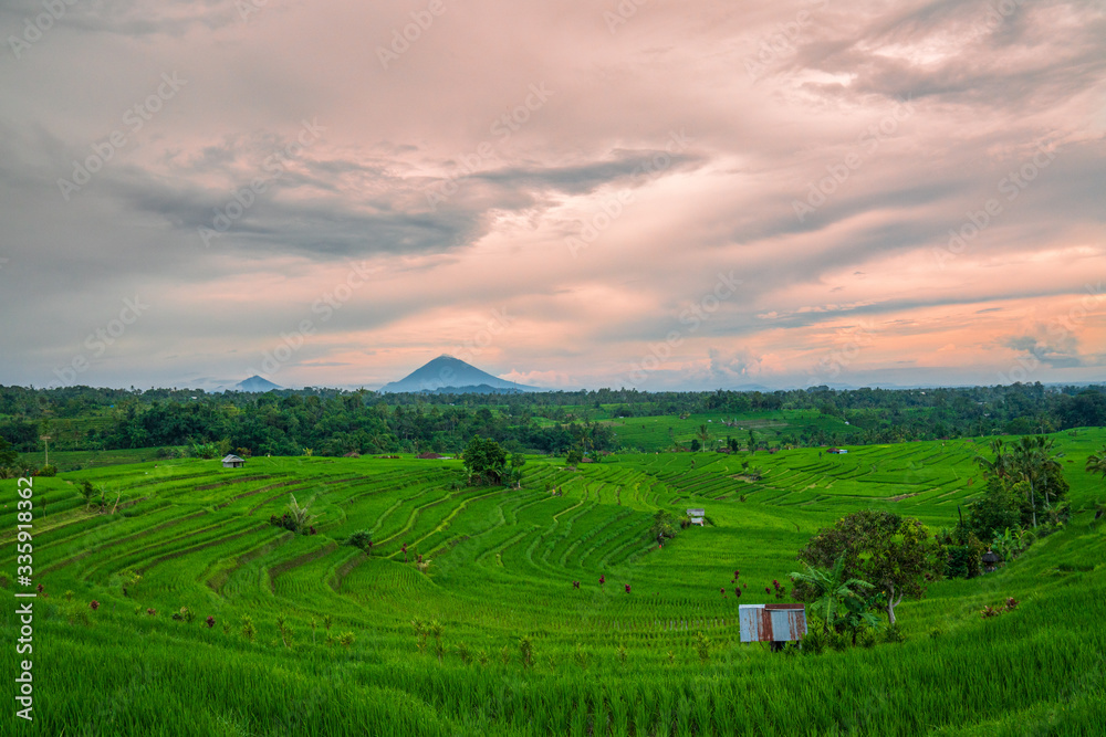 Bali Rice Fields Bali Rice Fields
