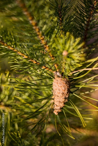 Green pine needles twig with pine cone close-up on nature background.