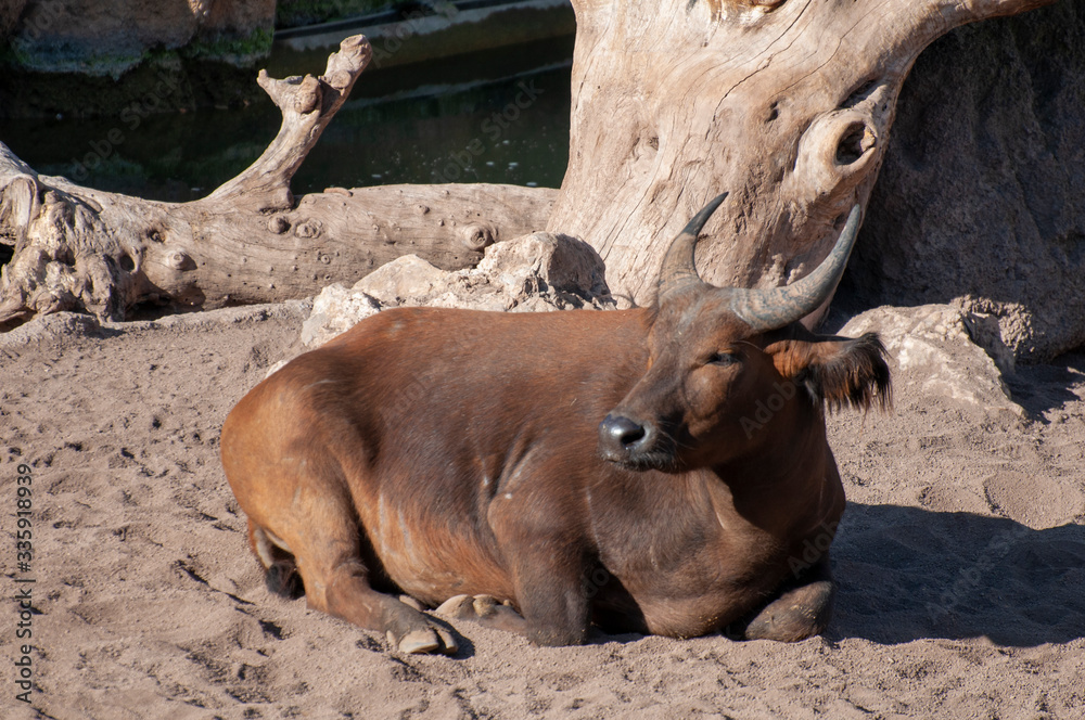 Red buffalo in the Valencia zoo Red buffalo in the Valencia zoo