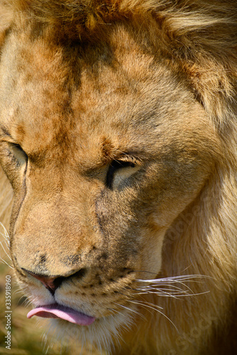Fototapeta Naklejka Na Ścianę i Meble -  Gros plan d'une lion avec une belle crinière en été avec un beau regard calme