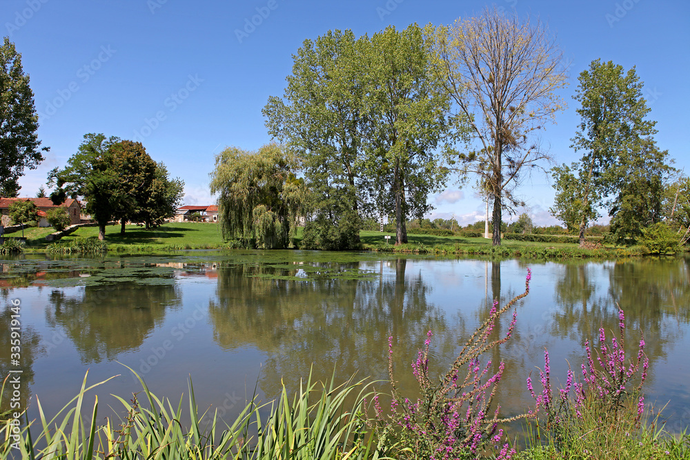 pond on a sunny day colorful flowers and trees water sky pond on a sunny day colorful flowers and trees water sky