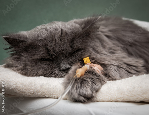 Sick cat under a dropper. Pet treatment concept.