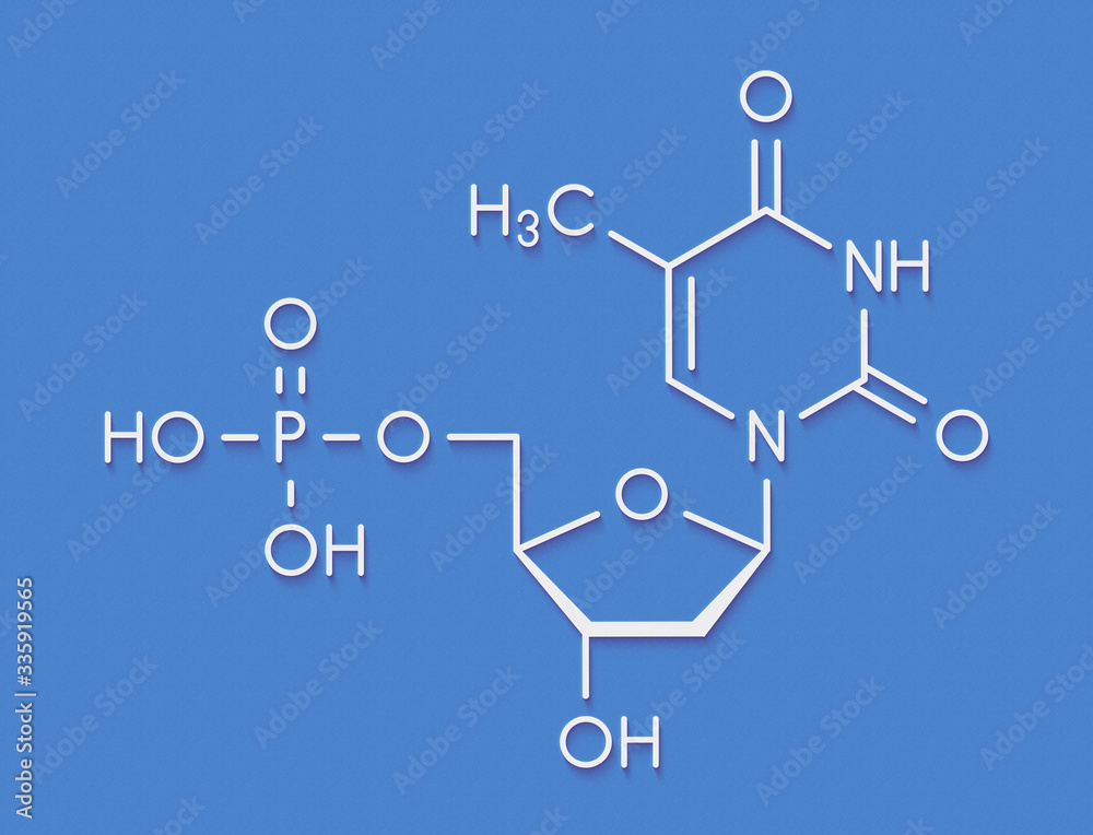 Thymidine monophosphate (TMP, thymidylate) nucleotide molecule. DNA building block. Skeletal formula. Thymidine monophosphate (TMP, thymidylate) nucleotide molecule. DNA building block. Skeletal formula.