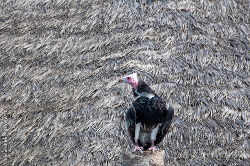 Vulture in the zoo of Valencia photo