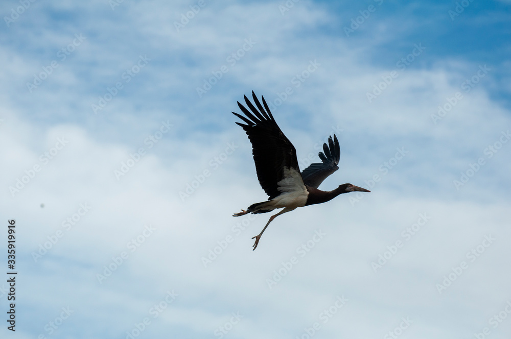 Bird flying in the zoo of Valencia Bird flying in the zoo of Valencia