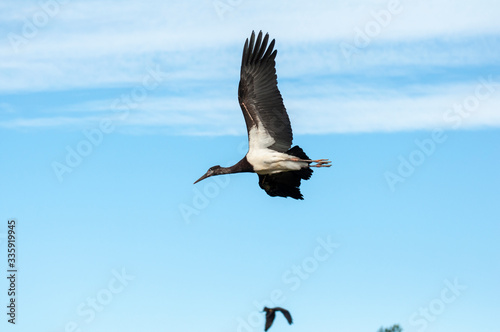 Bird flying in the zoo of Valencia