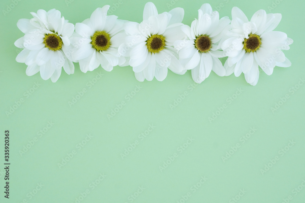 top view of camomiles in row in upper side of photo, layout for postcard, space for text, greetings concept top view of camomiles in row in upper side of photo, layout for postcard, space for text, greetings concept