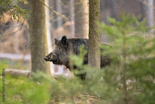 wild boar  sus scrofa  spring behavior  Europe nature  mammal life  Life in the forest  wild boar in the nature  wild boar in the forest  wild pig  hidden life