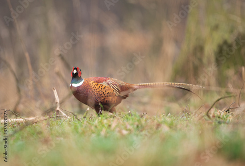 Common pheasant, phasianus colchicus, spring behavior, Europe nature