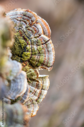Turkey tail mushroom (Trametes versicolor) growing in the woods