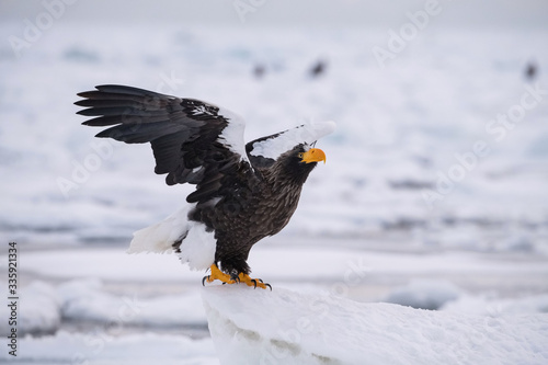 The Steller's sea eagle, Haliaeetus pelagicus  The bird is perched on the iceberg in the sea during winter Japan Hokkaido Wildlife scene from Asia nature. came from Kamtchatka photo