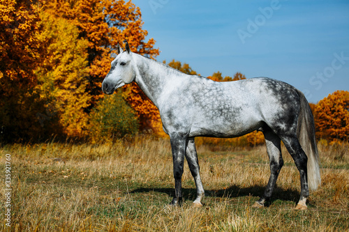 Grey RHLD breed horse standing in the field. Exterior photo, breed body type.