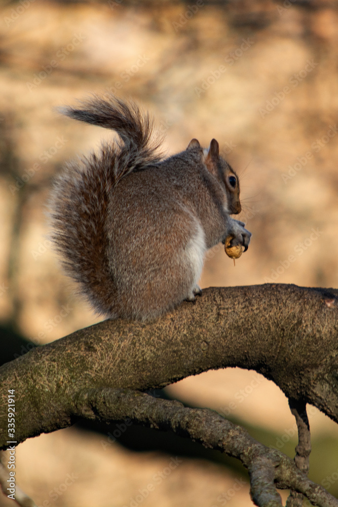 Fototapeta premium szara wiewiórka w parku