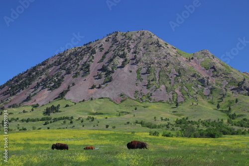 Buffalo Bison grazing below Bear Butte Sturgis South Dakaota