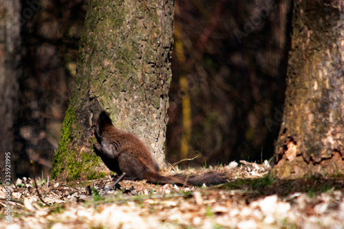 ruda wiewiórka w parku