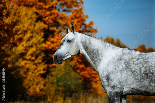 Grey  RHLD breed horse  standing in the field. Exterior photo  breed body type.