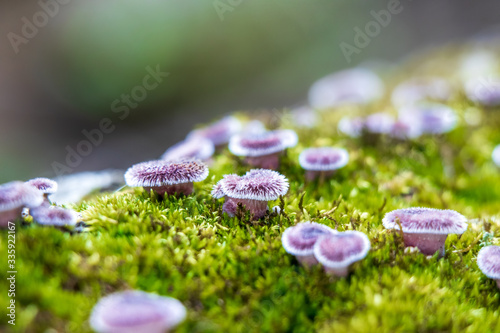 Small ruddy panus mushrooms (Panus neostrigosus) growing on a mossy log photo