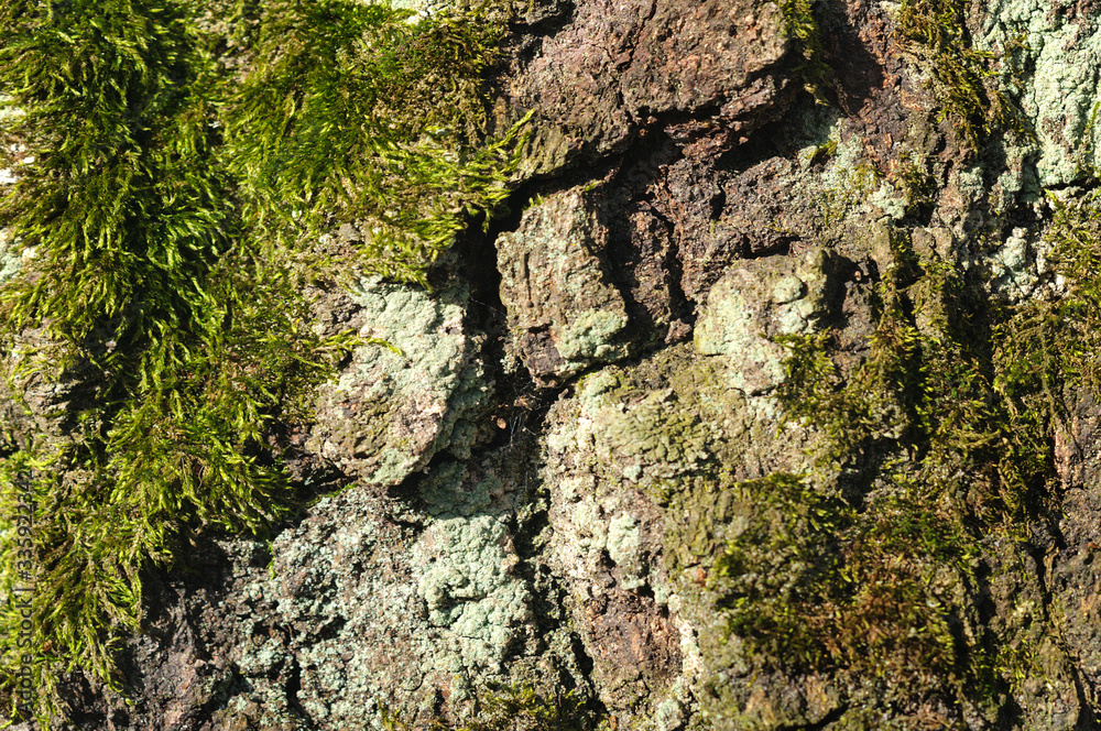 Texture of the bark of an old tree with moss and lichen