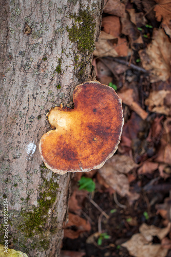 White maze polypore (Trametes aesculi) growing on a log photo