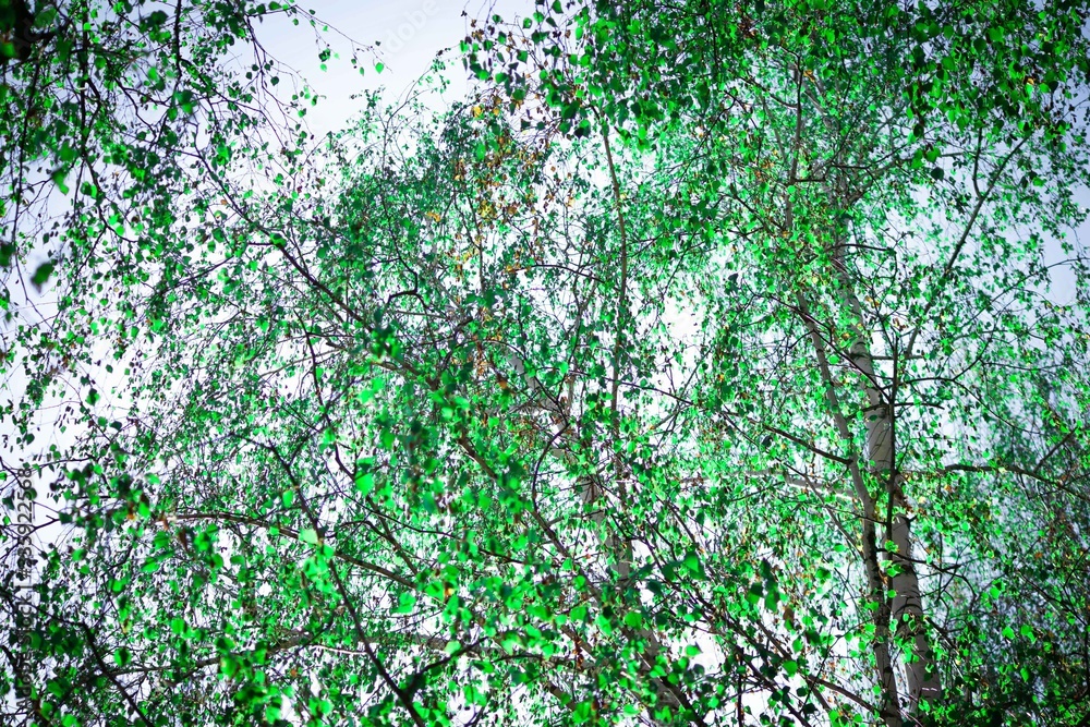 Photo of trees growing Photo of trees growing