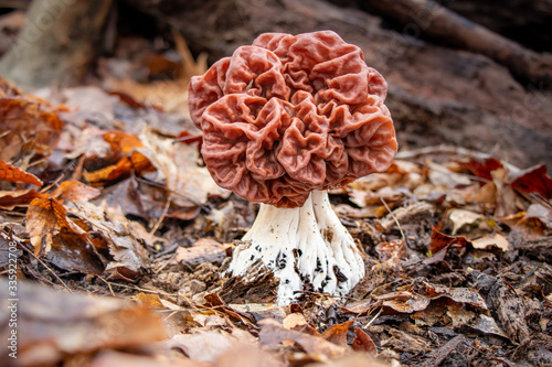 Carolina false morel (Gyromitra caroliniana) growing in leaf litter photo