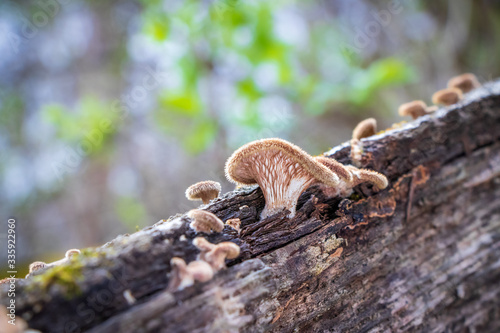 Small ruddy panus mushrooms (Panus neostrigosus) growing on a mossy log © Barbora Batokova