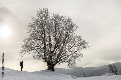 Back view of tourist hiker with backpack standing in white clean deep snow at big tree on background of woody mountains and cloudy sky.