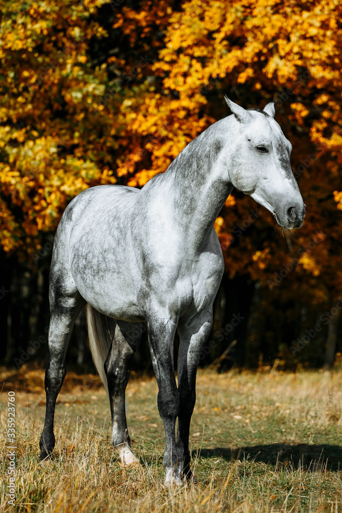 Grey stallion horse walking in the field in late autumn. Animal in motion.