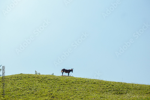 Donkey on top of a mountain