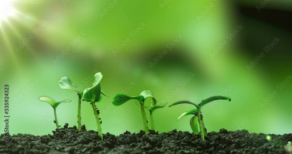 Young cucumber plants germinate under the sun, time lapse, alpha channel