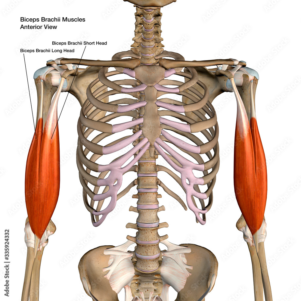 Biceps Brachii Muscles Isolated in Anterior View Labeled Anatomy on ...